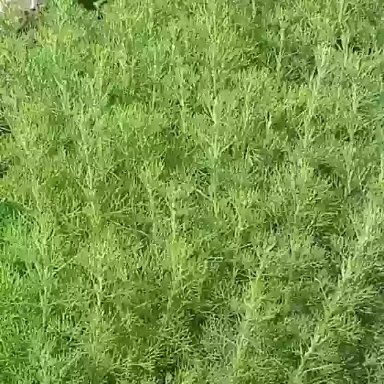 Artemisia abrotanum Southern Wormwood 